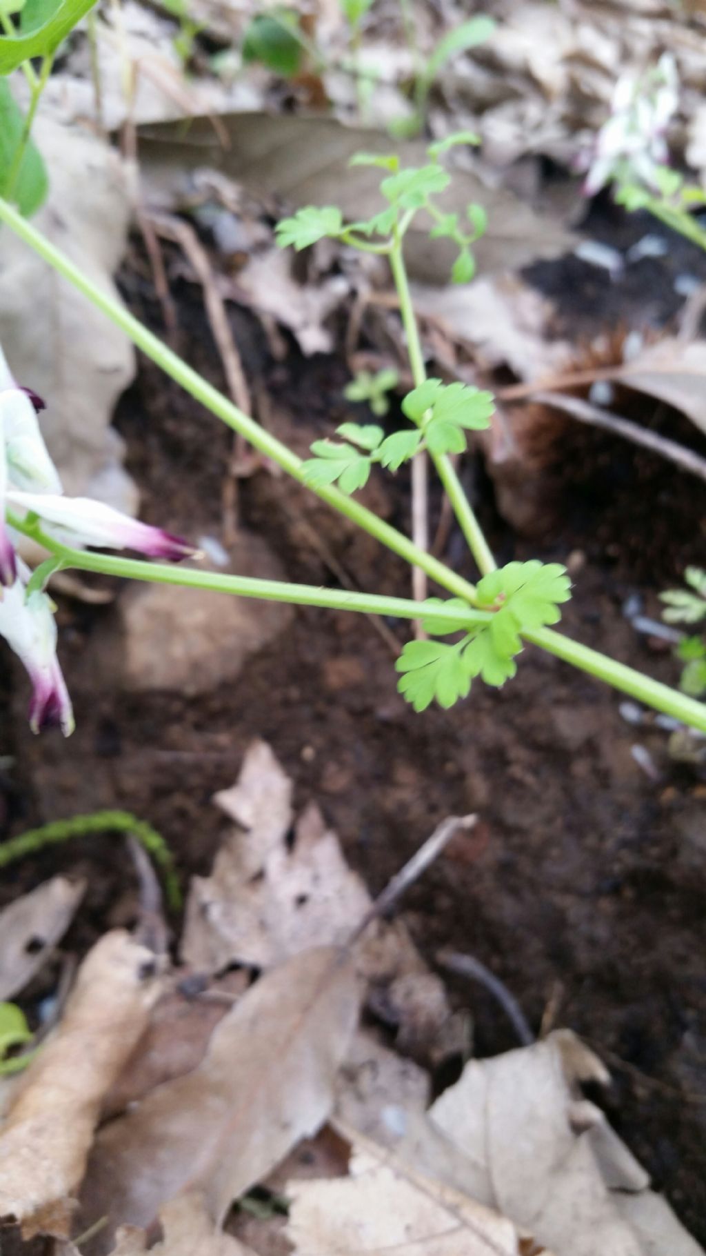 Fumaria sp. (Papaveraceae)